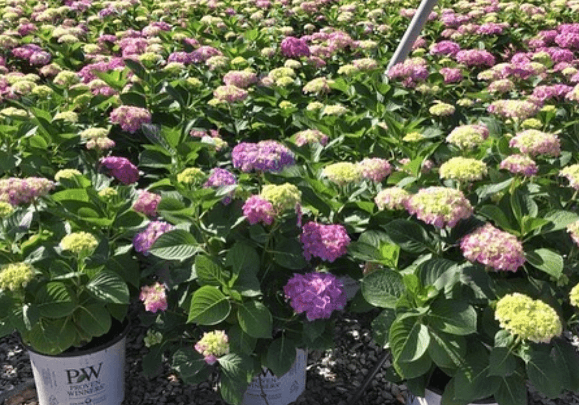 Lets Dance Hydrangea - Pulled Nursery