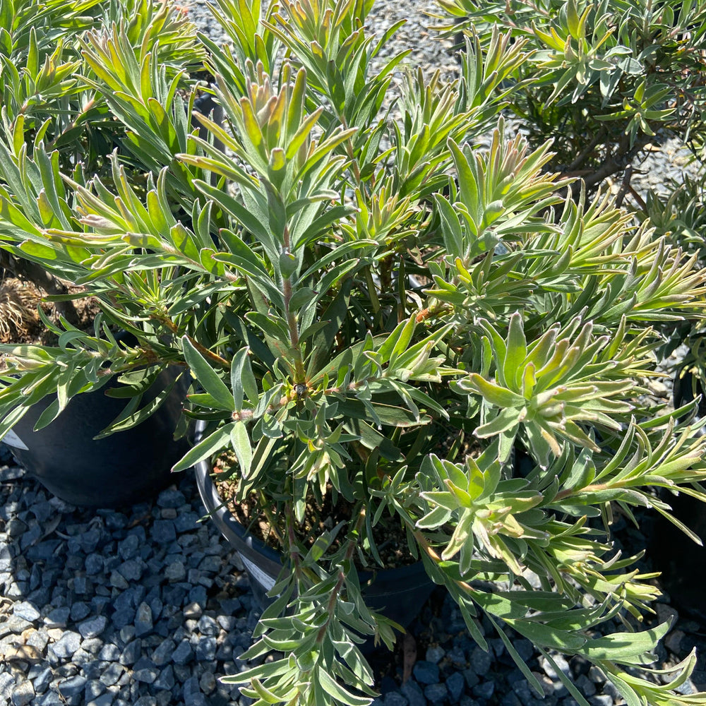 
                      
                        Conebush - Leucodendron - Pulled Nursery
                      
                    