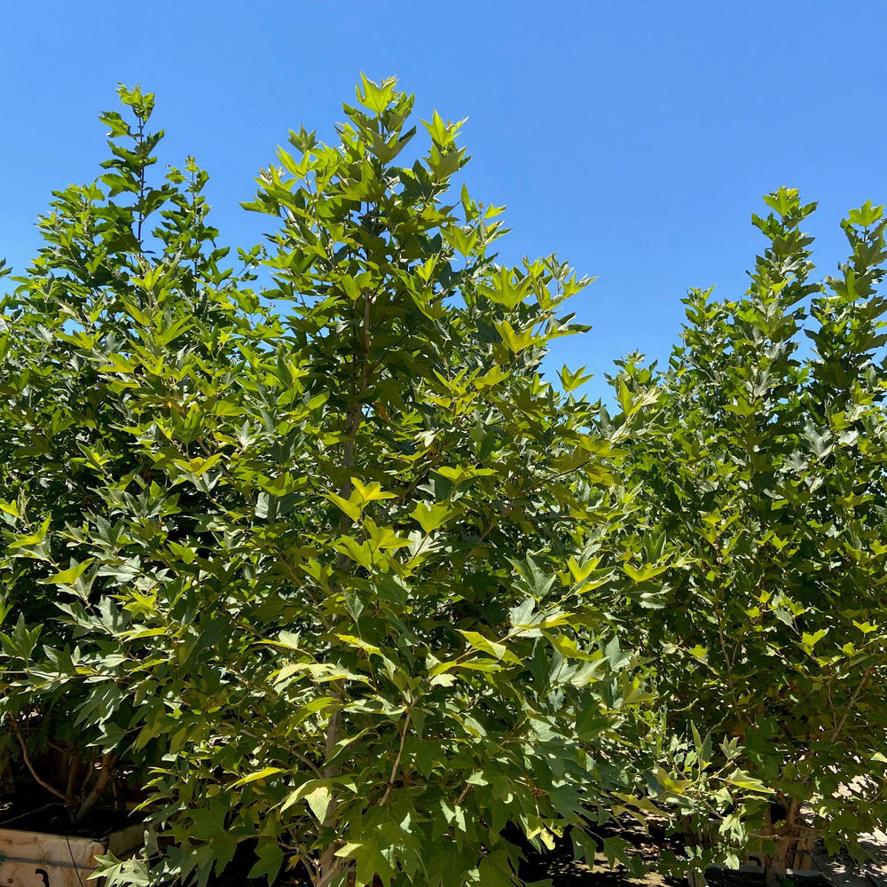 
                      
                        London Plane Tree - Platanus acerifolia ‘Columbia’
                      
                    