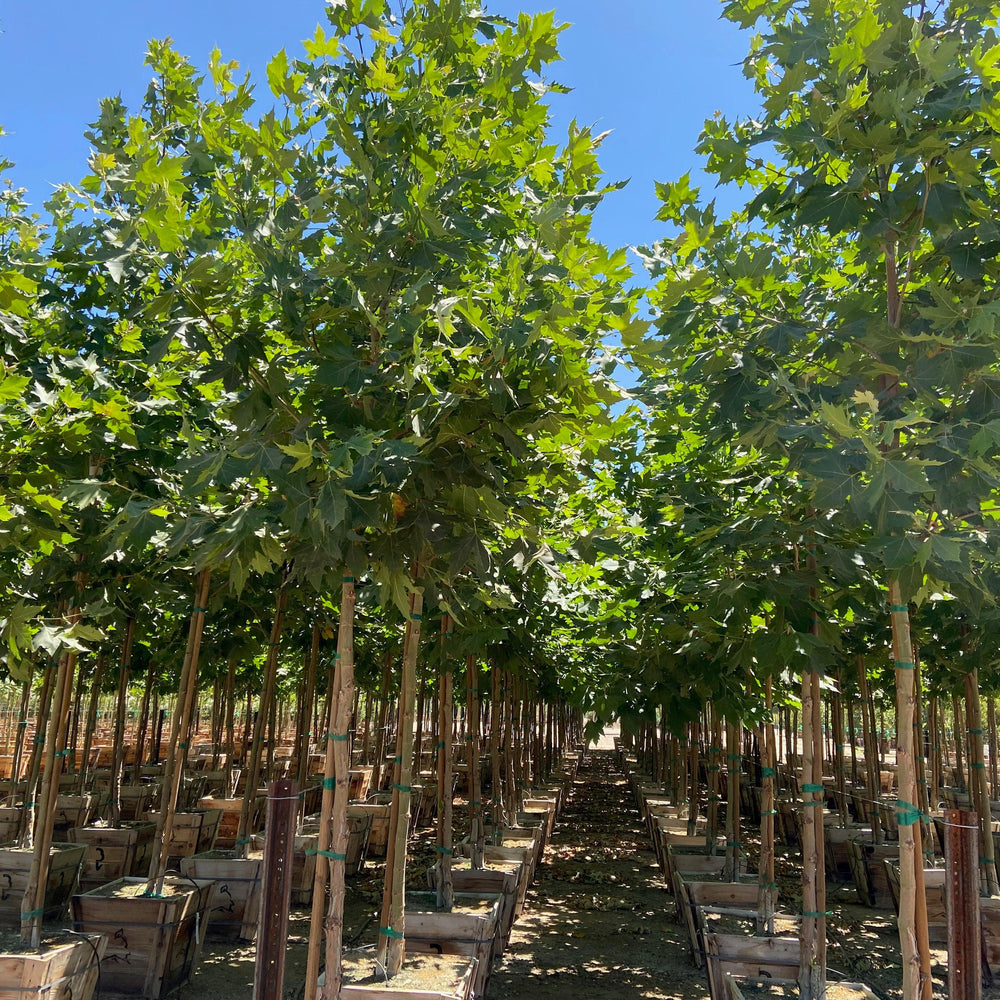 
                      
                        London Plane Tree - Platanus acerifolia ‘Columbia’
                      
                    