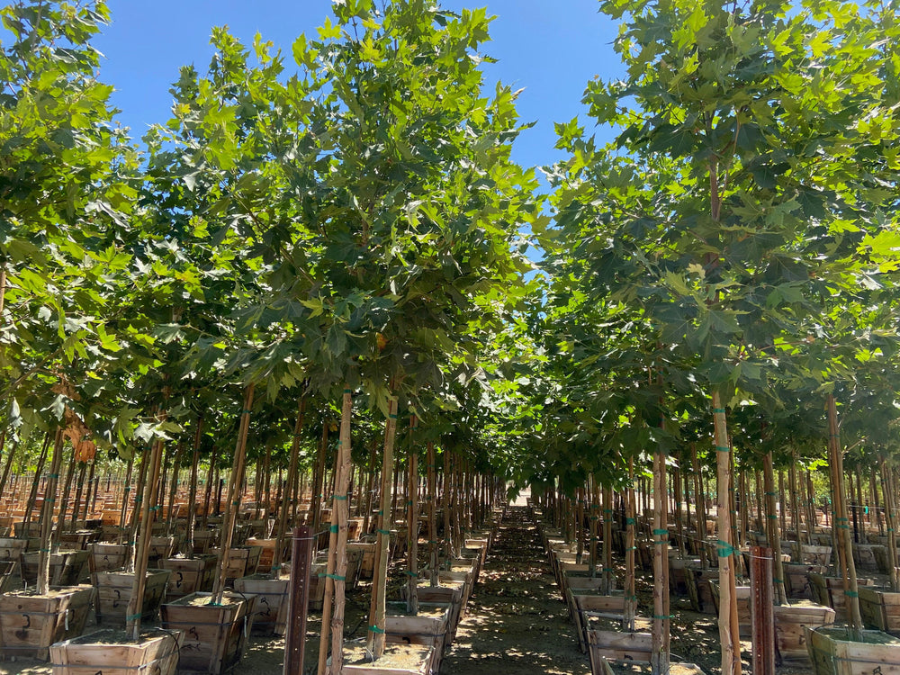 London Plane Tree - Platanus acerifolia ‘Columbia’