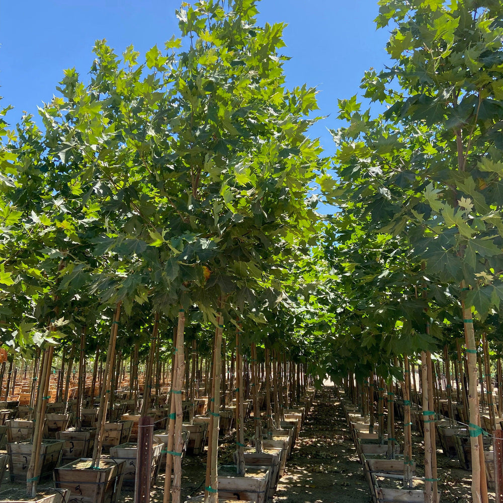 London Plane Tree - Platanus acerifolia ‘Columbia’