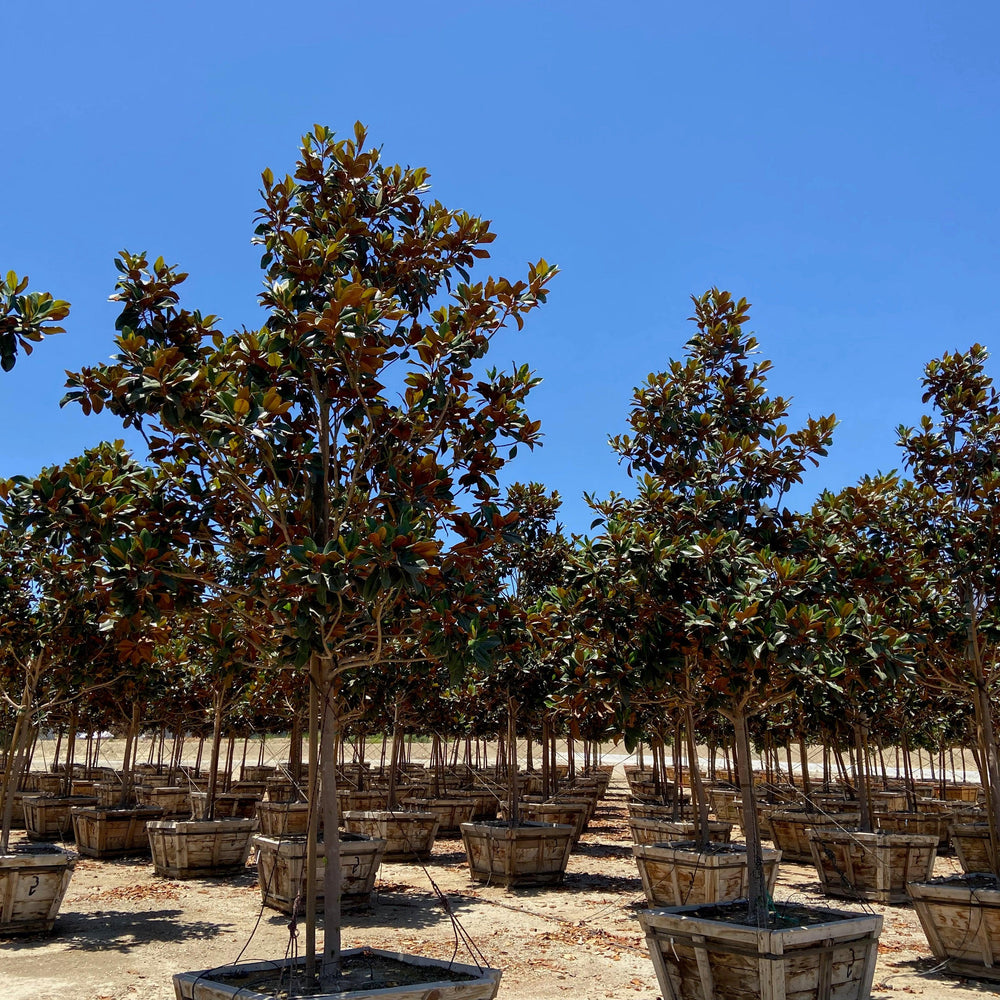 
                      
                        Magnolia Grandiflora DD Blanchard - Pulled Nursery
                      
                    