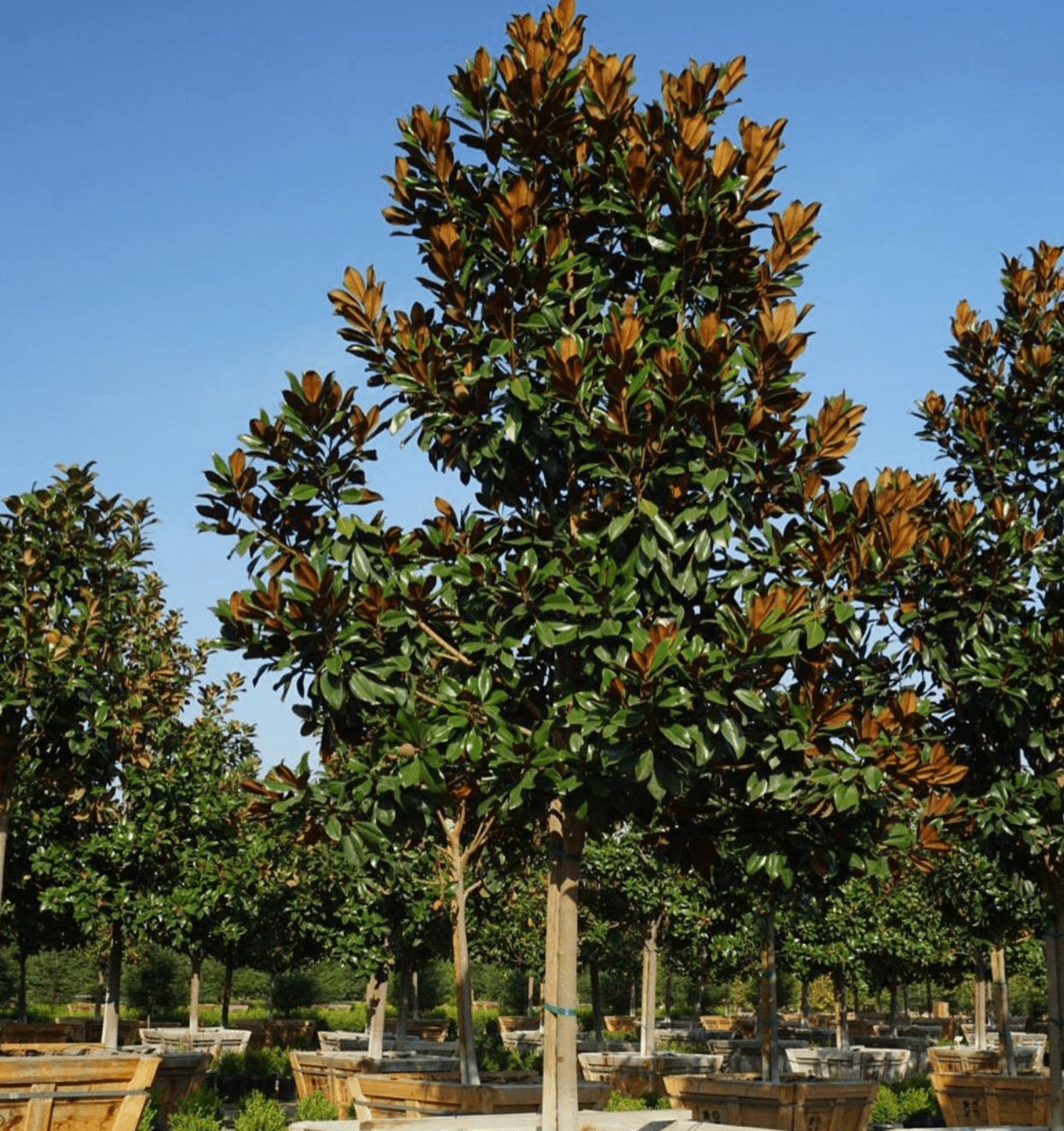 Magnolia Grandiflora DD Blanchard