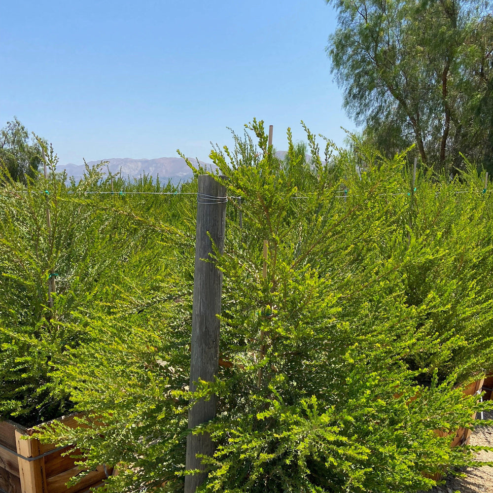 
                      
                        Pink Melaleuca - Melaleuca Nesophila
                      
                    