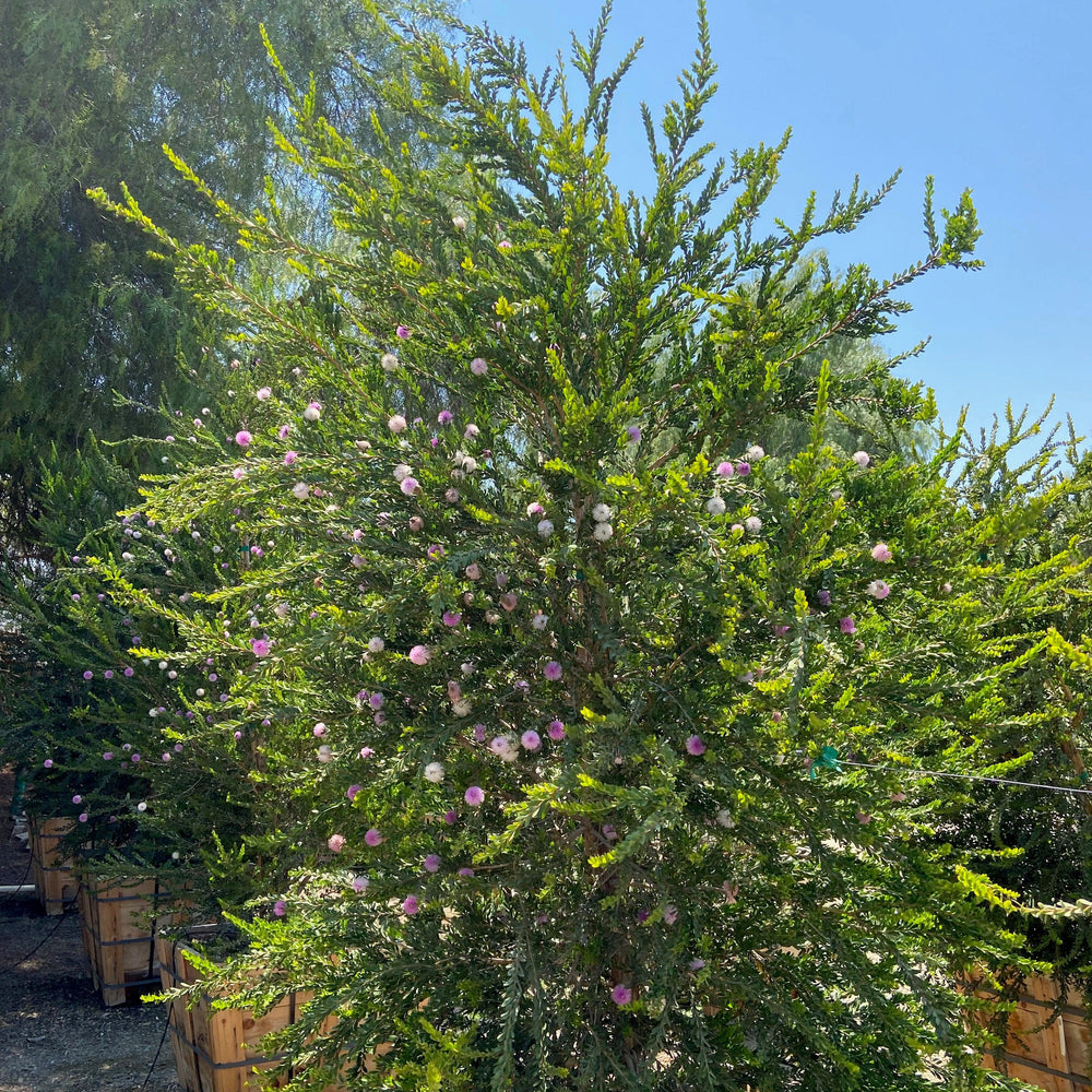 
                      
                        Pink Melaleuca - Melaleuca Nesophila
                      
                    