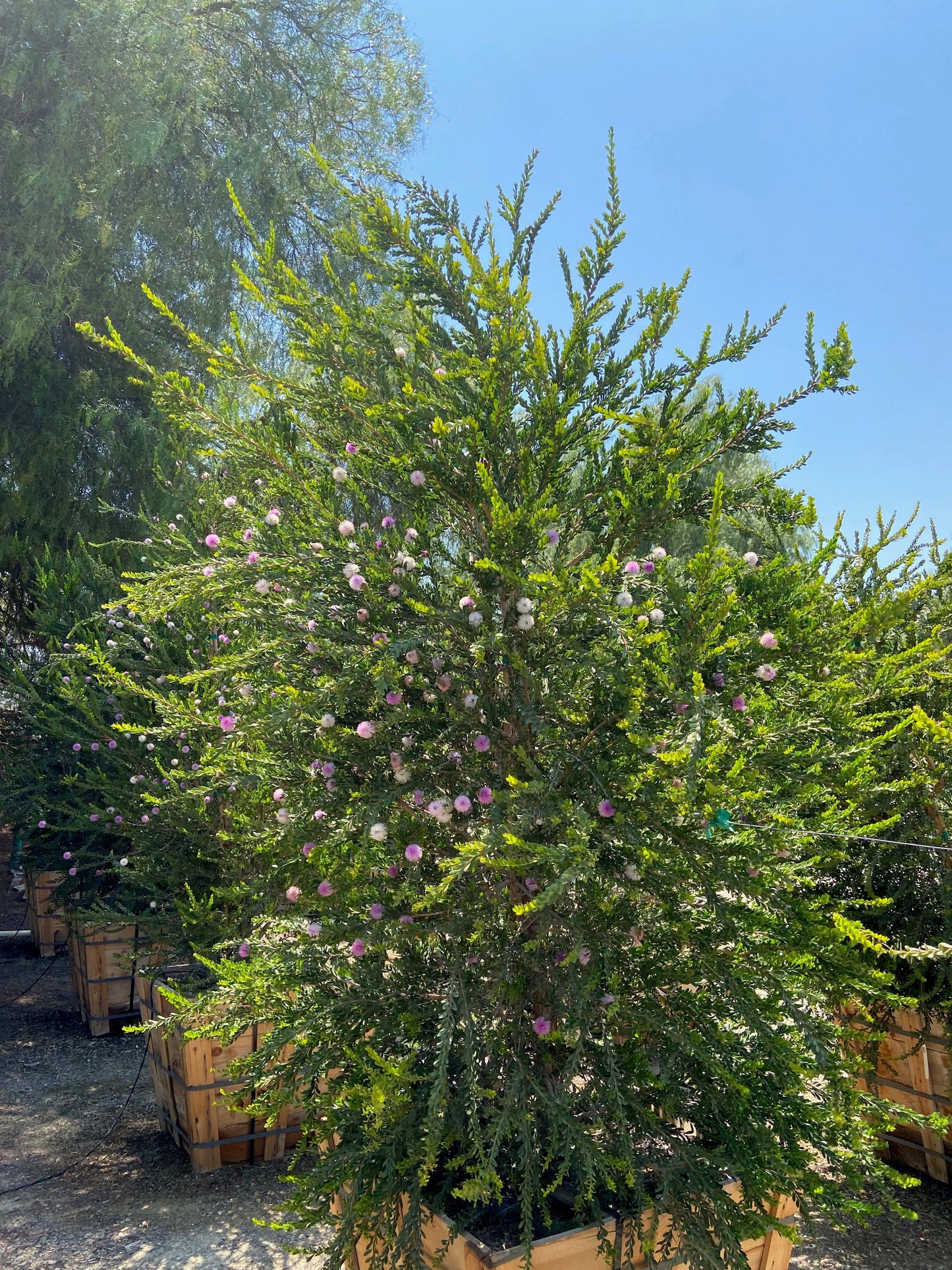 Pink Melaleuca - Melaleuca Nesophila