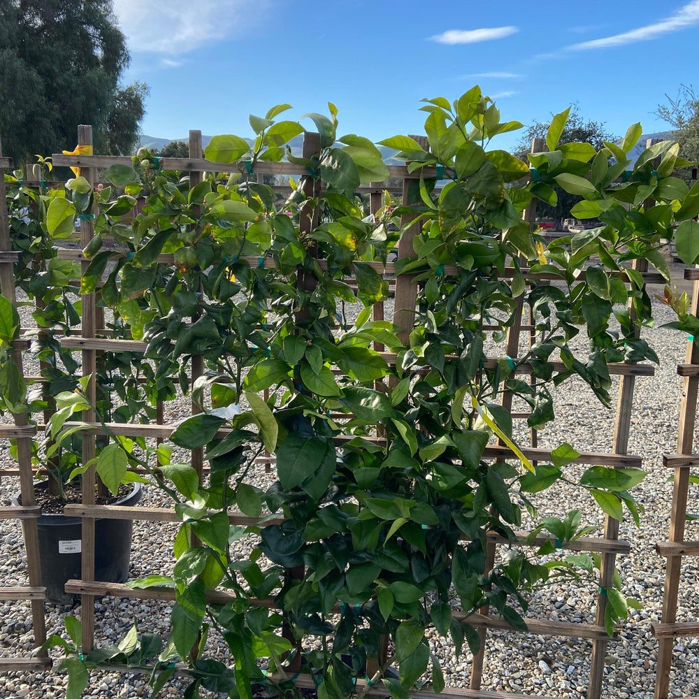 
                      
                        Meyer Lemon Tree - Yardwork Nursery
                      
                    
