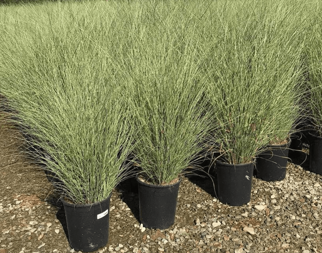 Morning Light Maiden Grass - Miscanthus sinensis 'Morning Light' - Pulled Nursery