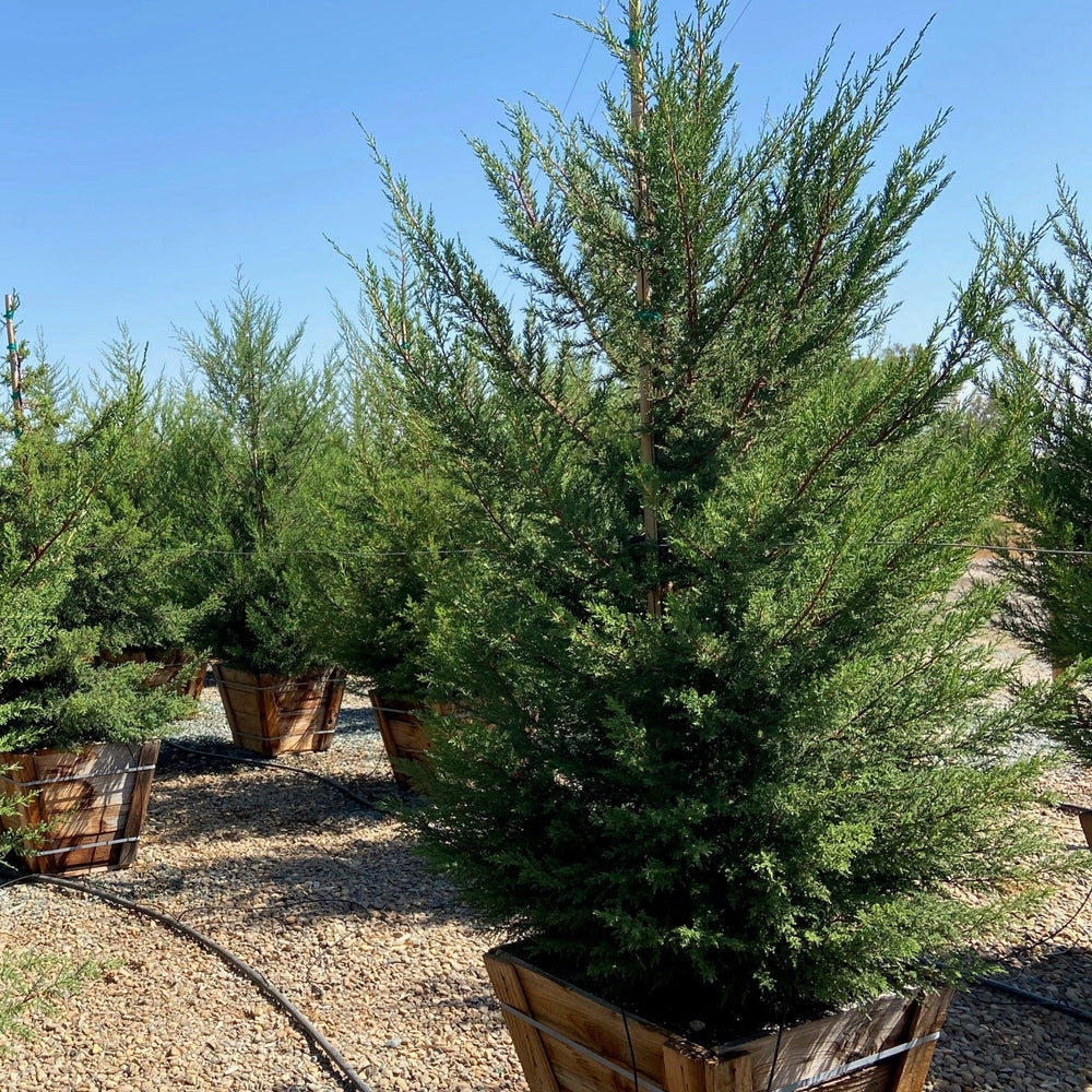 
                      
                        Monterey Cypress - Cupressus macrocarpa - Pulled Nursery
                      
                    