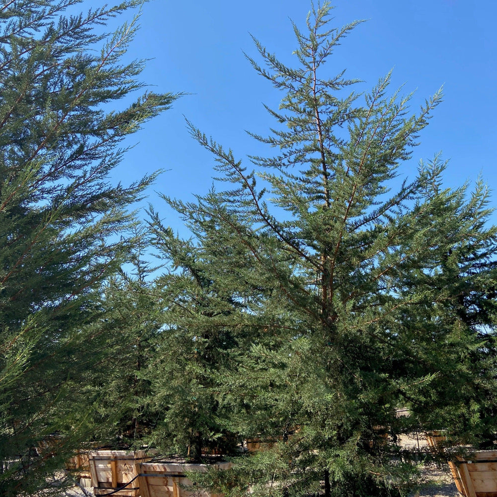 
                      
                        Monterey Cypress - Cupressus macrocarpa - Pulled Nursery
                      
                    