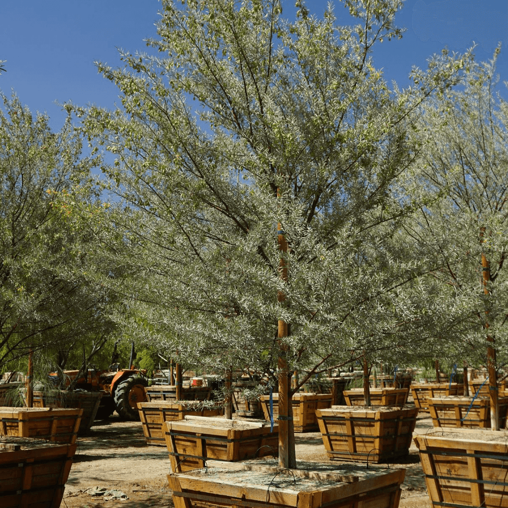 
                      
                        Mulga Acacia - Acacia aneura - Pulled Nursery
                      
                    