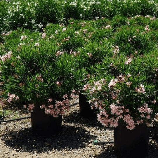 Oleander 'Petite Salmon' - Pulled Nursery