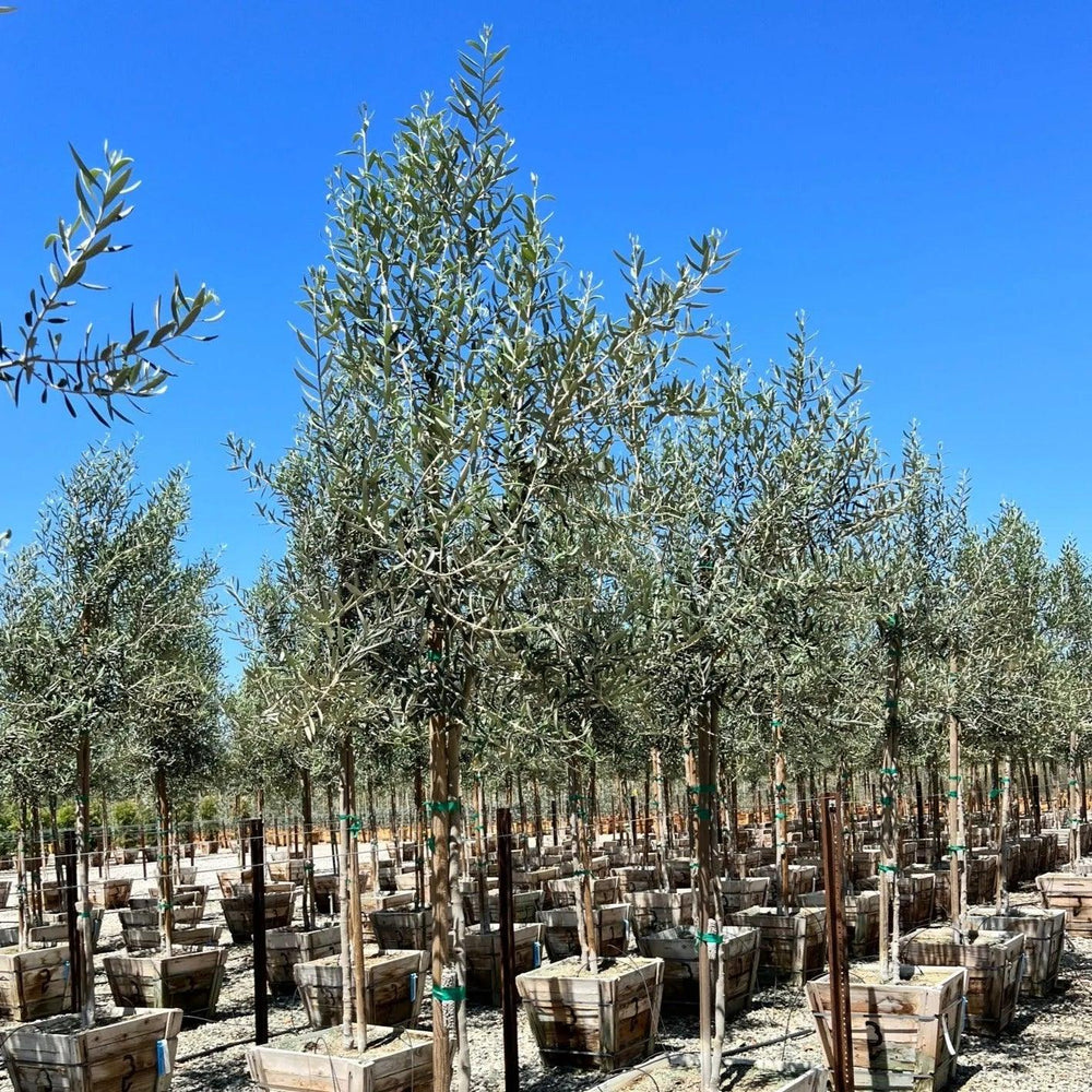 Fruiting Manzanillo Olive Tree - Pulled Nursery