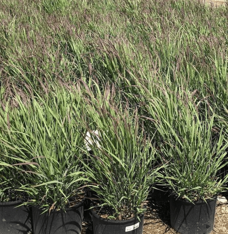 Weeping Switch Grass - Panicum virgatum ‘Shenandoah’ - Pulled Nursery