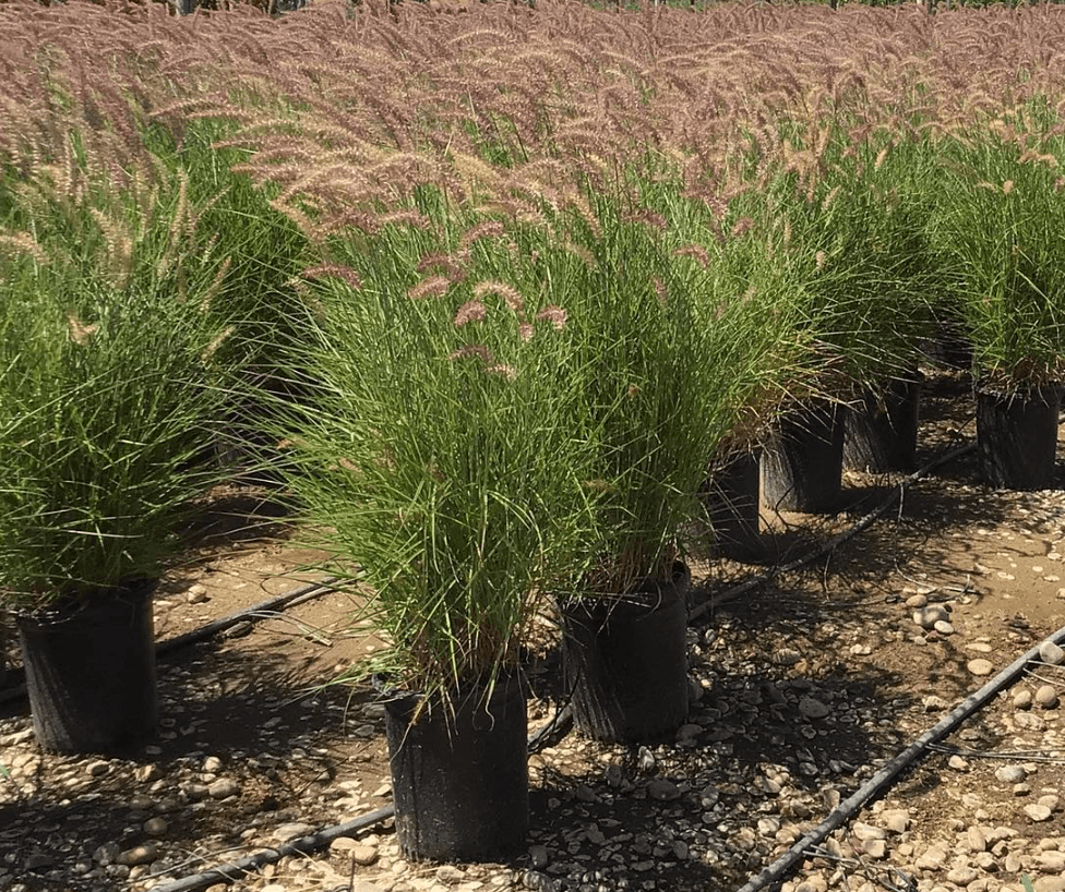 Karley Rose Fountain Grass - Pennisetum orientale 'Karley Rose' - Pulled Nursery