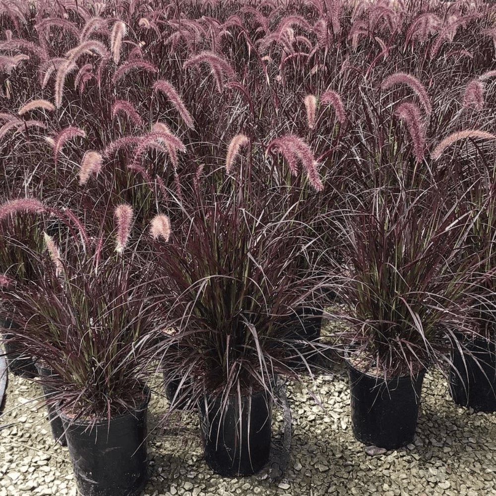 Purple Fountain Grass - Pennisetum setaceum 'Rubrum' - Pulled Nursery