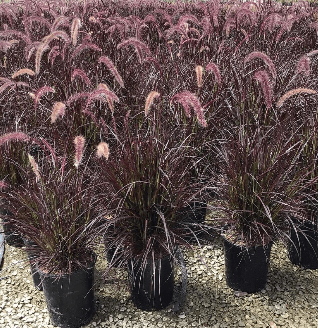 Purple Fountain Grass - Pennisetum setaceum 'Rubrum' - Pulled Nursery