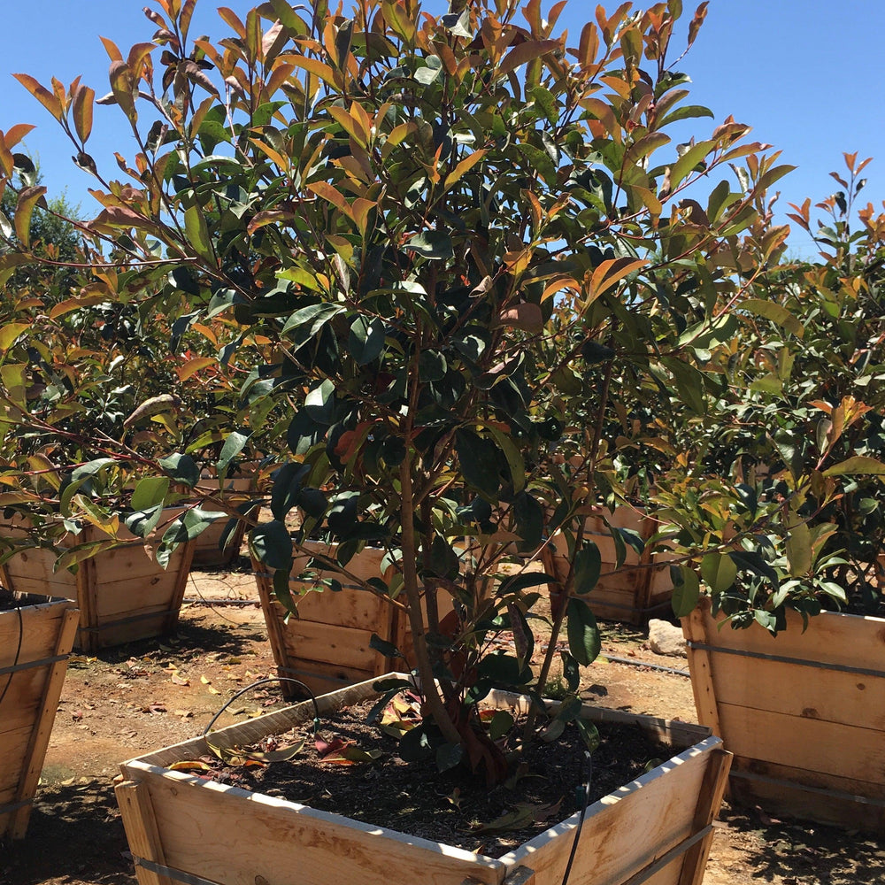 Red-Leaf Photinia (Photinia Fraseri) Tree