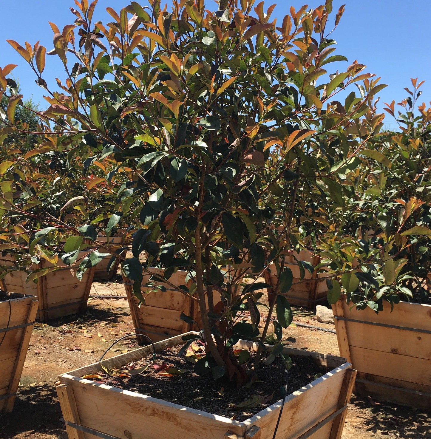 Red-Leaf Photinia (Photinia Fraseri) Tree