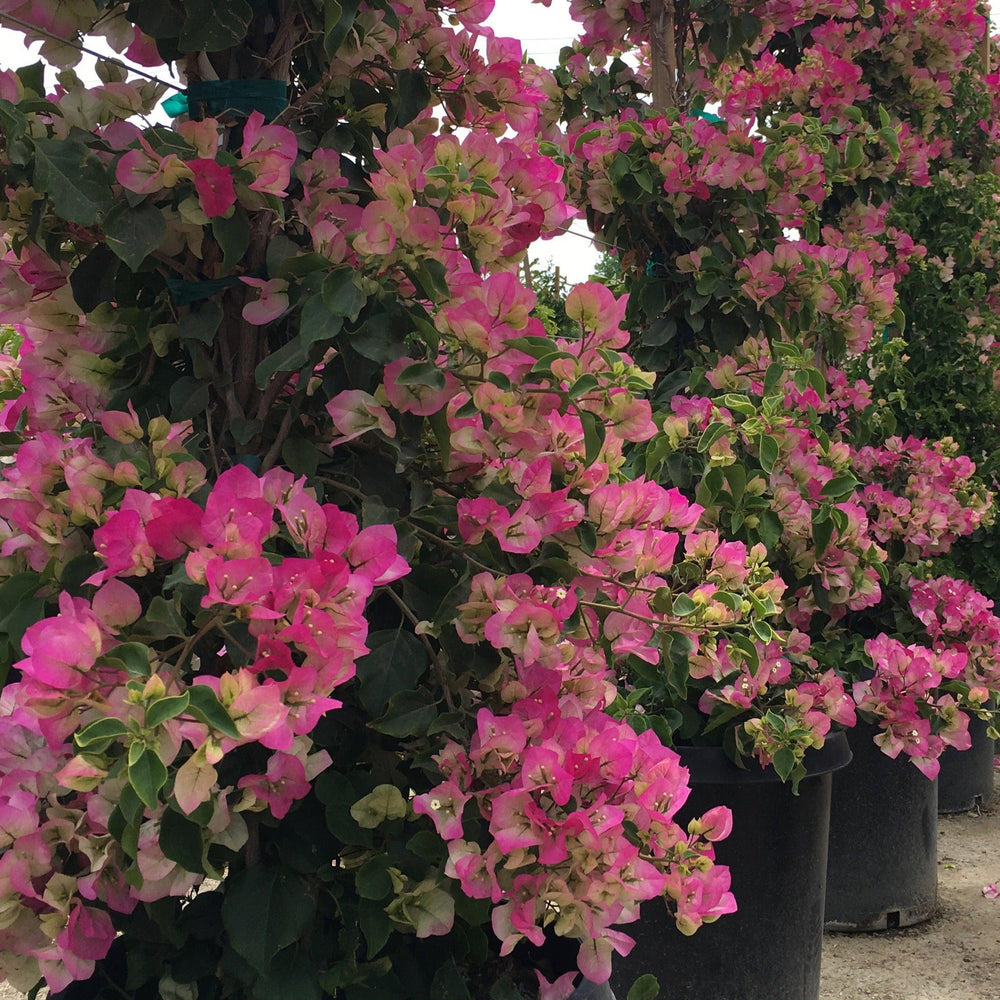 Pink White Bougainvillea