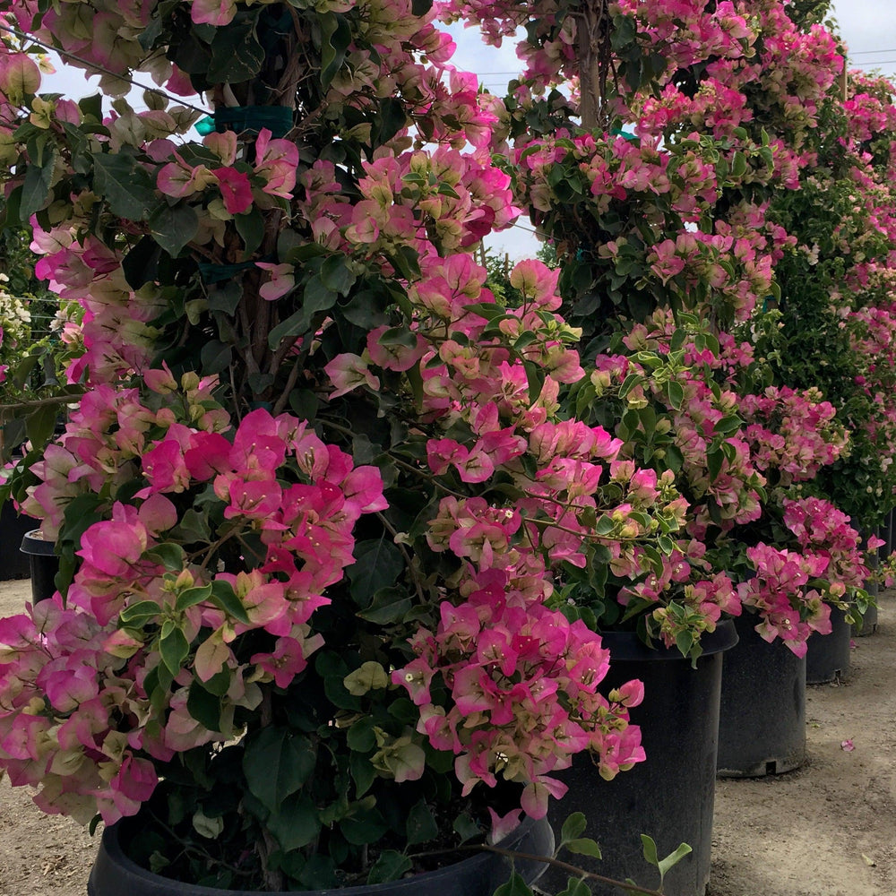 
                      
                        Pink White Bougainvillea
                      
                    