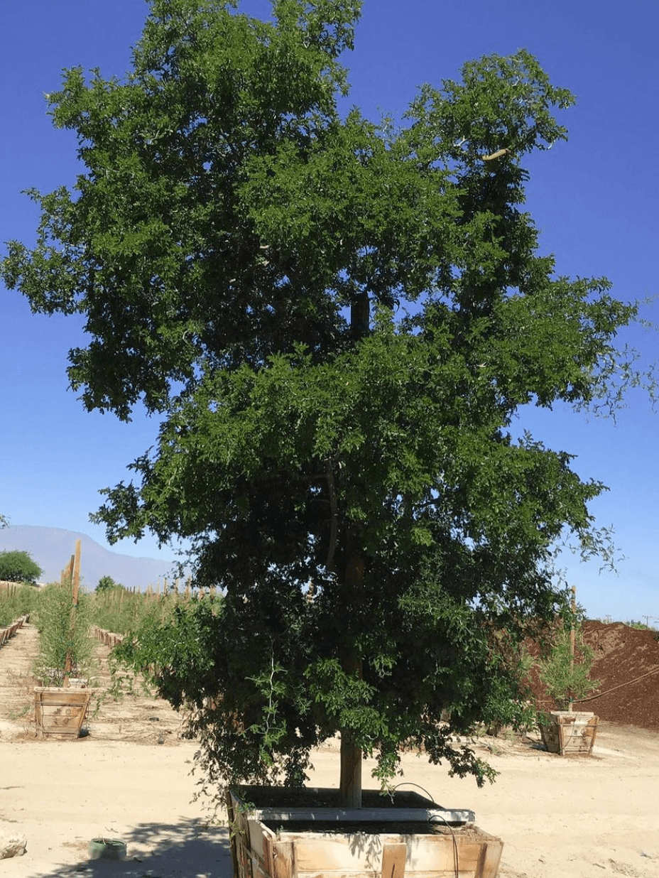 Texas Ebony - Pithecellobium Flexicaule – Pulled Nursery