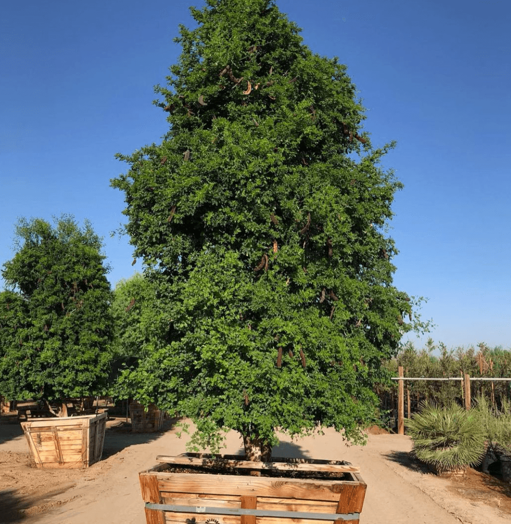 Texas Ebony - Pithecellobium Flexicaule – Pulled Nursery