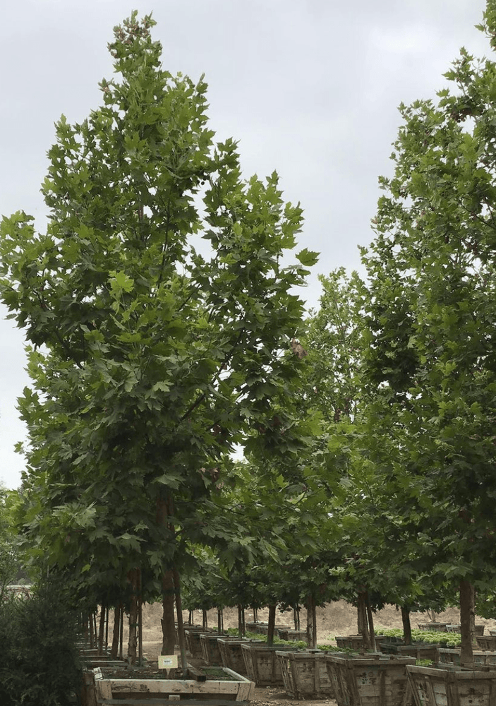 
                      
                        London Plane Tree - Platanus acerifolia ‘Columbia’
                      
                    