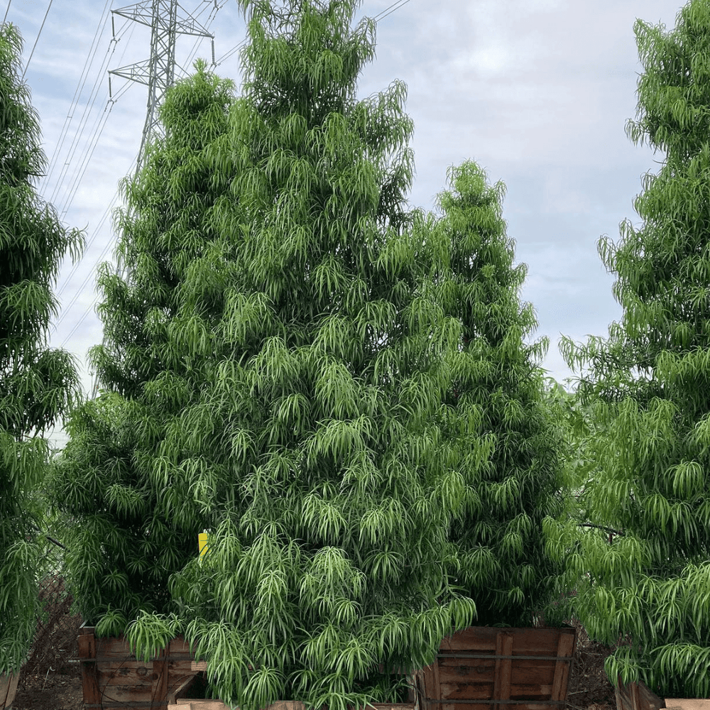 Podocarpus henkelii - Long Leafed Yellowwood - Pulled Nursery