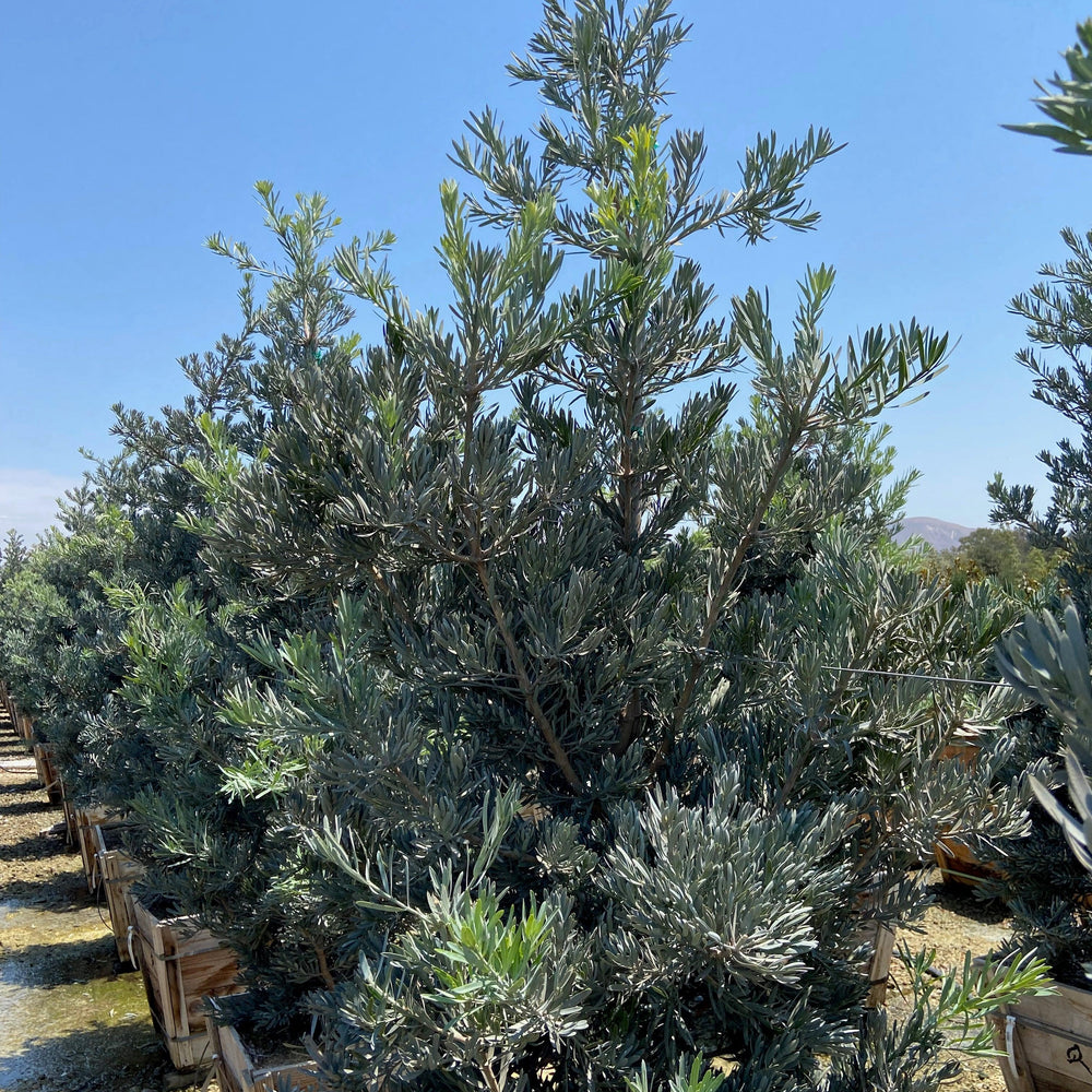 
                      
                        Icee Blue Fern Pine - Podocarpus gracilior 'Icee Blue' - Pulled Nursery
                      
                    