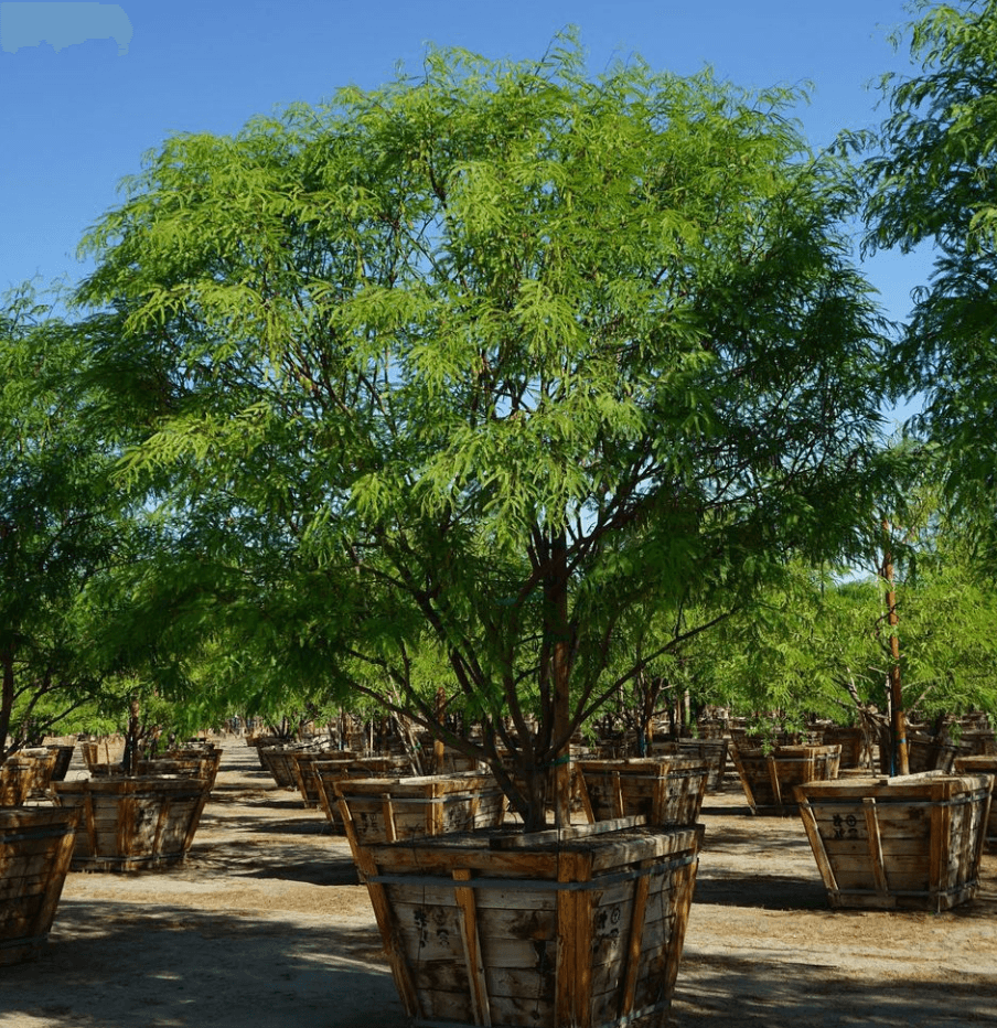 
                      
                        Thornless South American Mesquite - Prosopis hybrid ‘Phoenix’ - Pulled Nursery
                      
                    