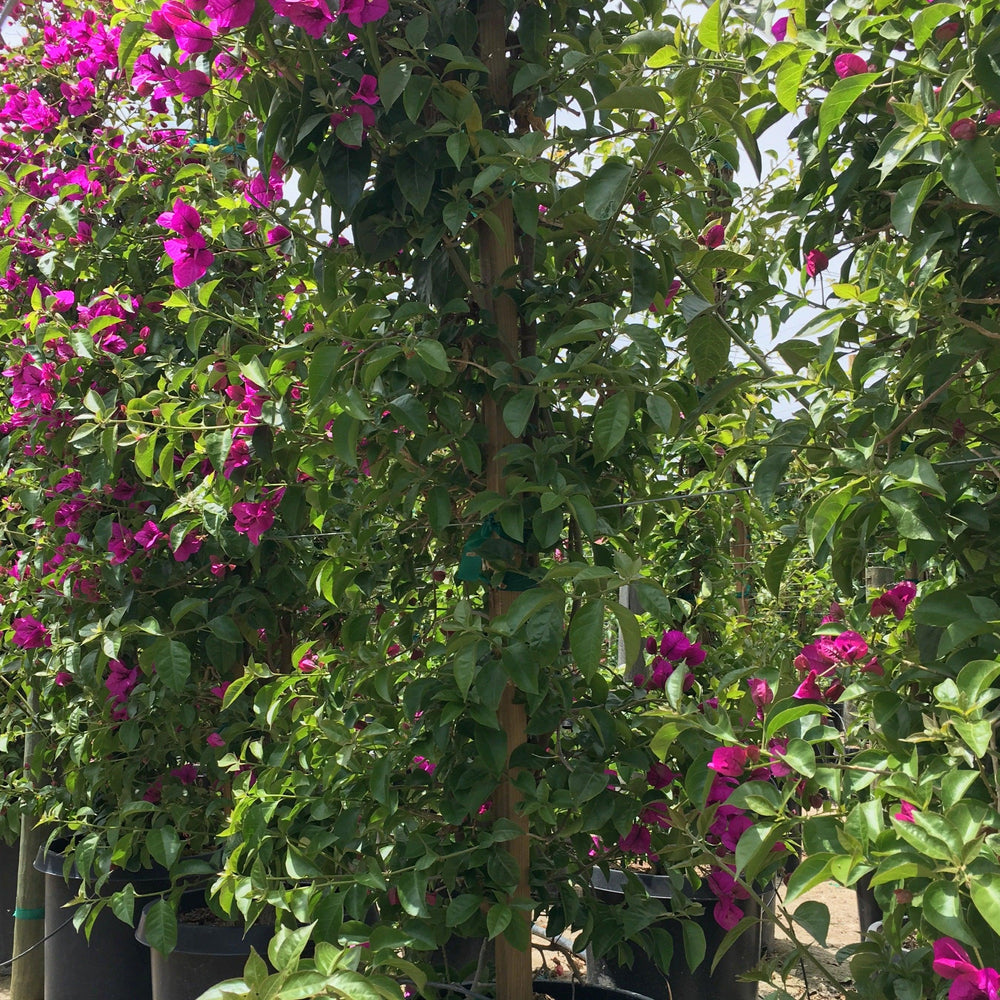 
                      
                        Purple Bougainvillea (Bougainvillea spectabilis) - Pulled Nursery
                      
                    