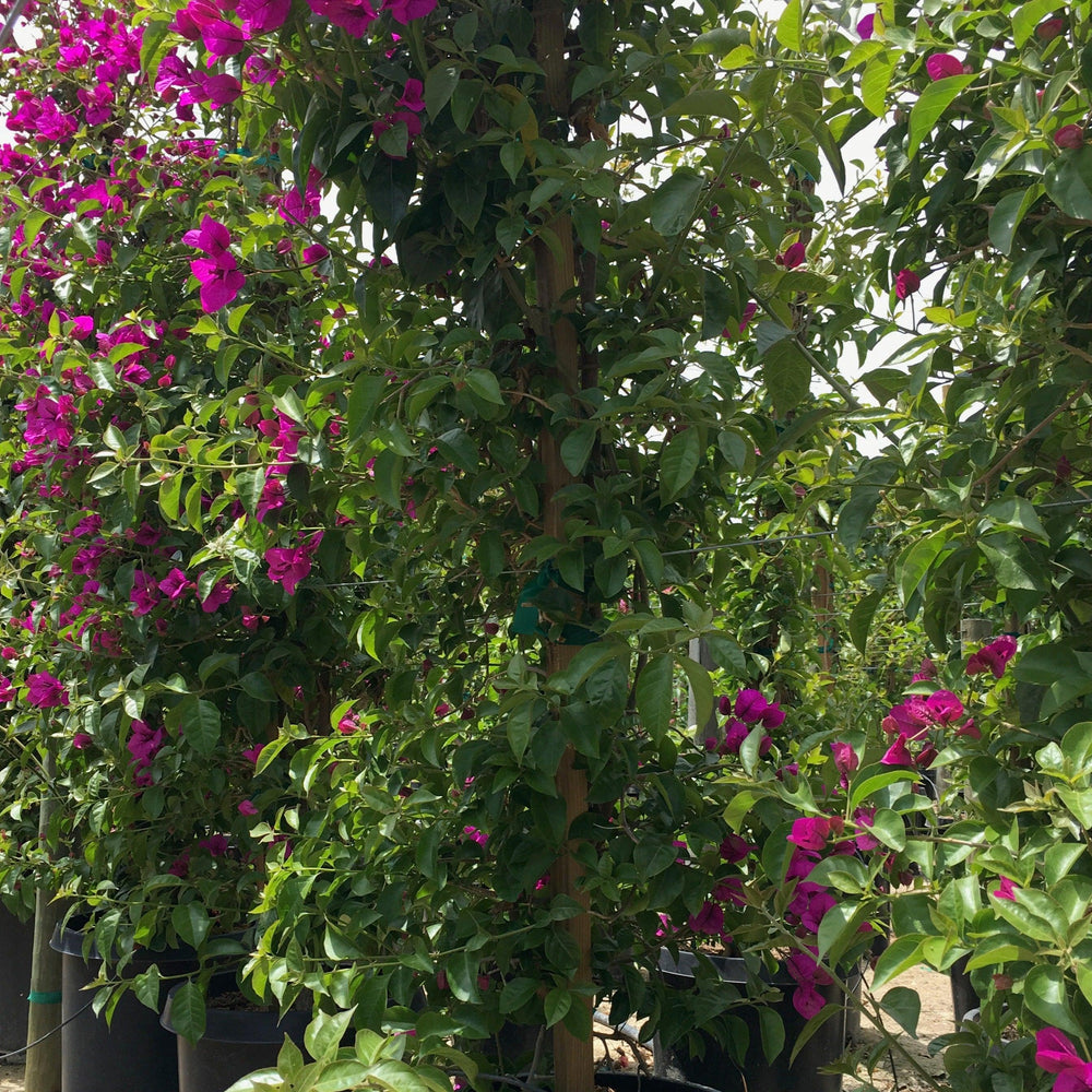 
                      
                        Purple Bouganvillea
                      
                    