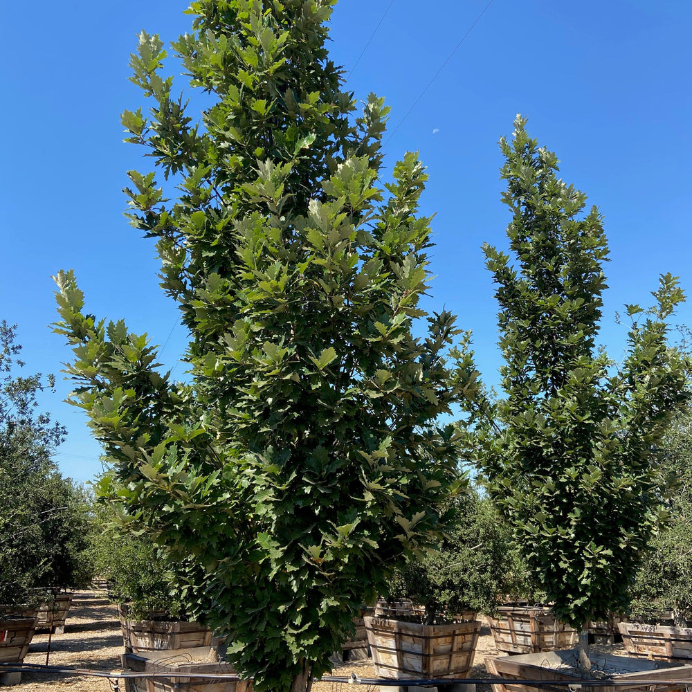 Kindred Spirit Oak (Quercus Robur Kindred Spirit) - Pulled Nursery