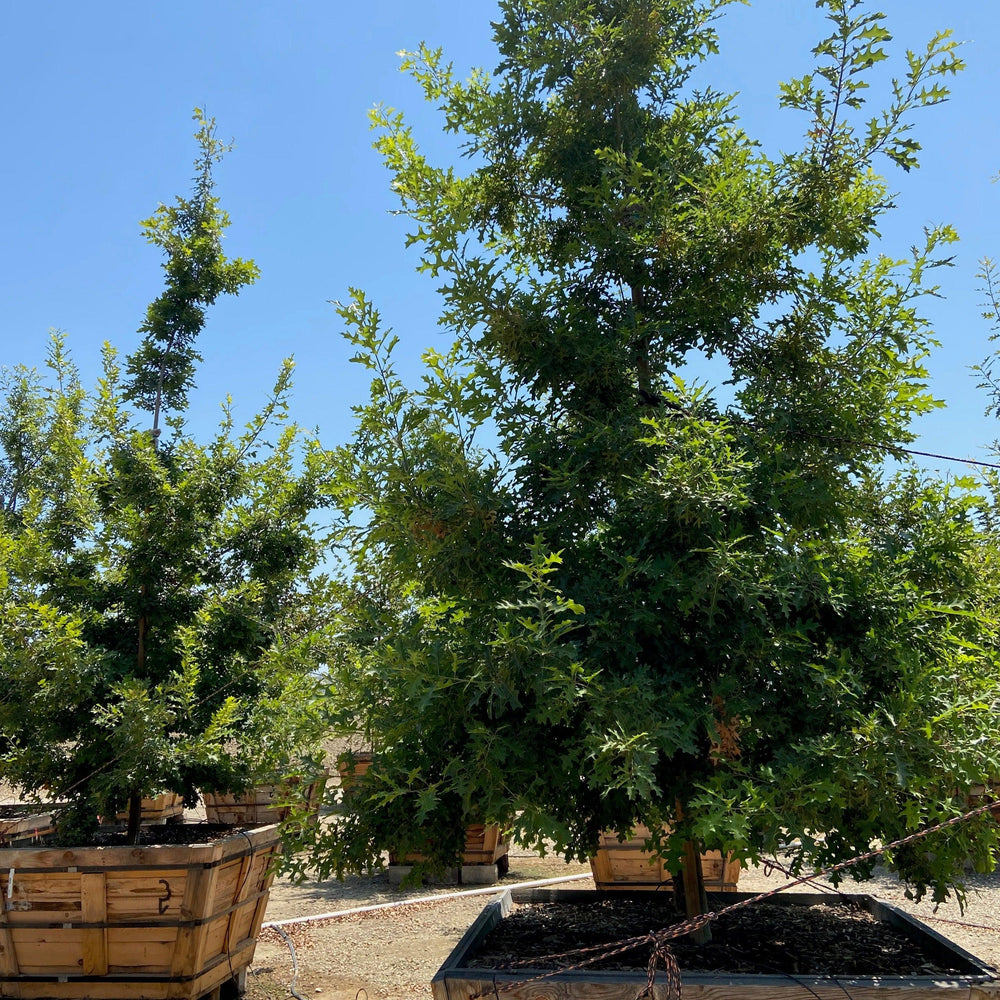 
                      
                        Texas Red Oak
                      
                    