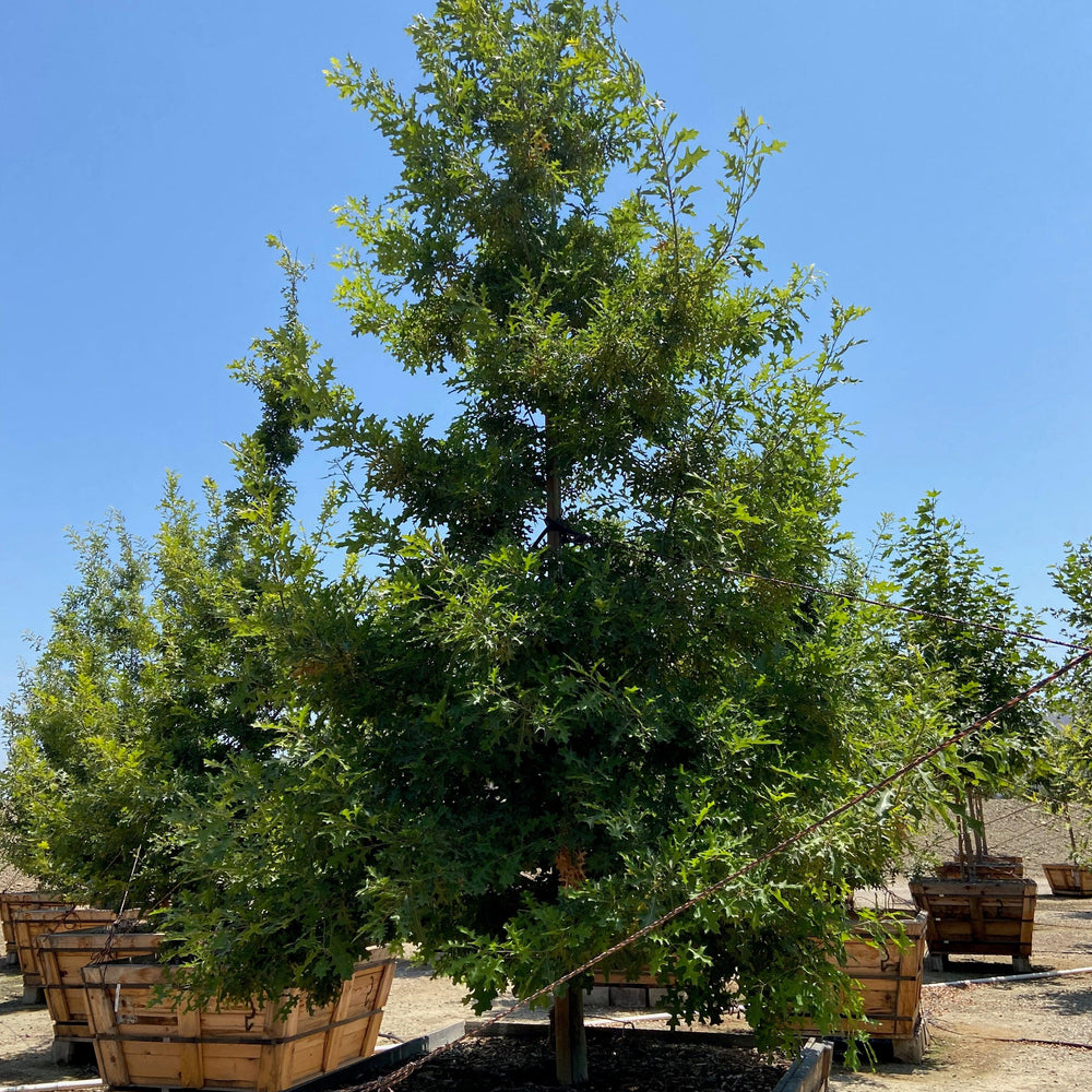 Quercus Buckleyi