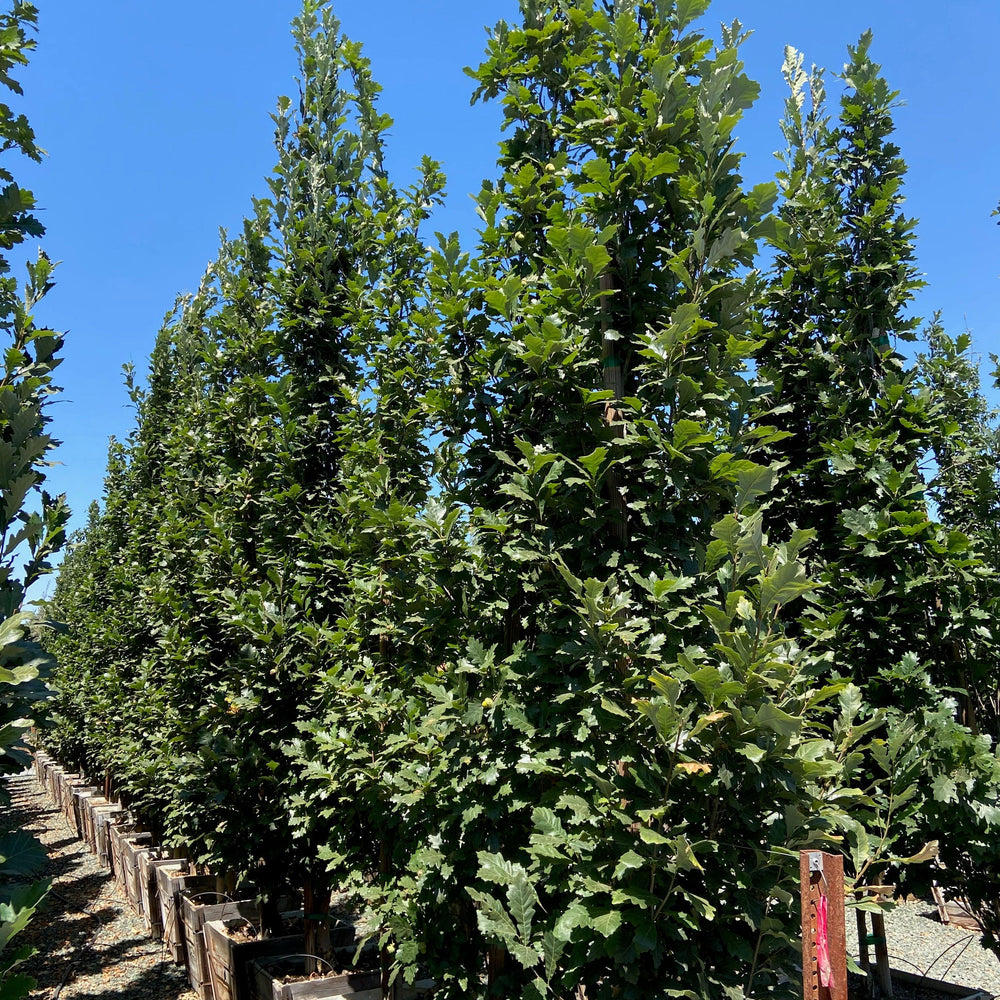 Regal Prince Oak (Quercus Regal Prince) - Pulled Nursery