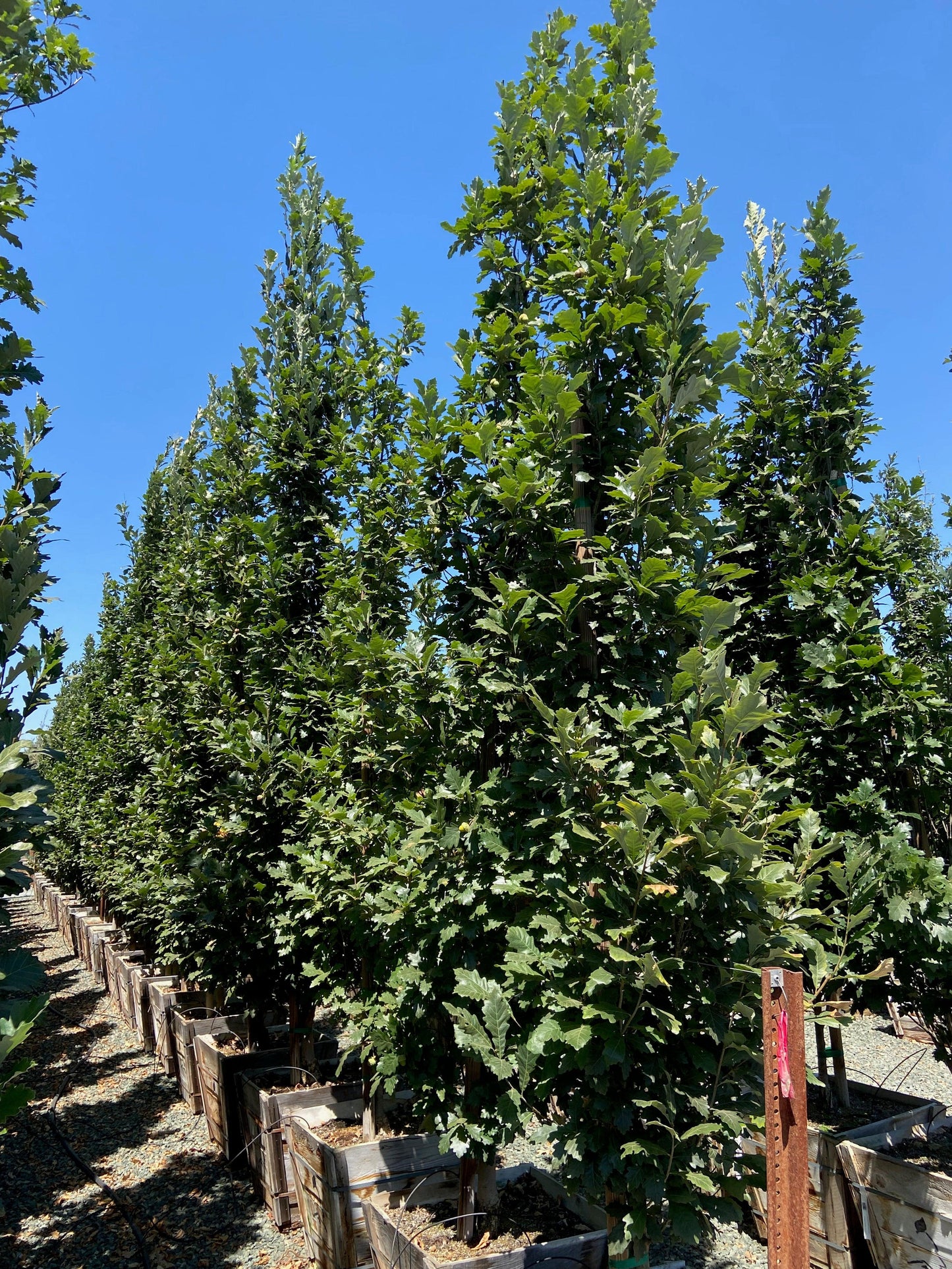 Regal Prince Oak (Quercus Regal Prince) - Pulled Nursery