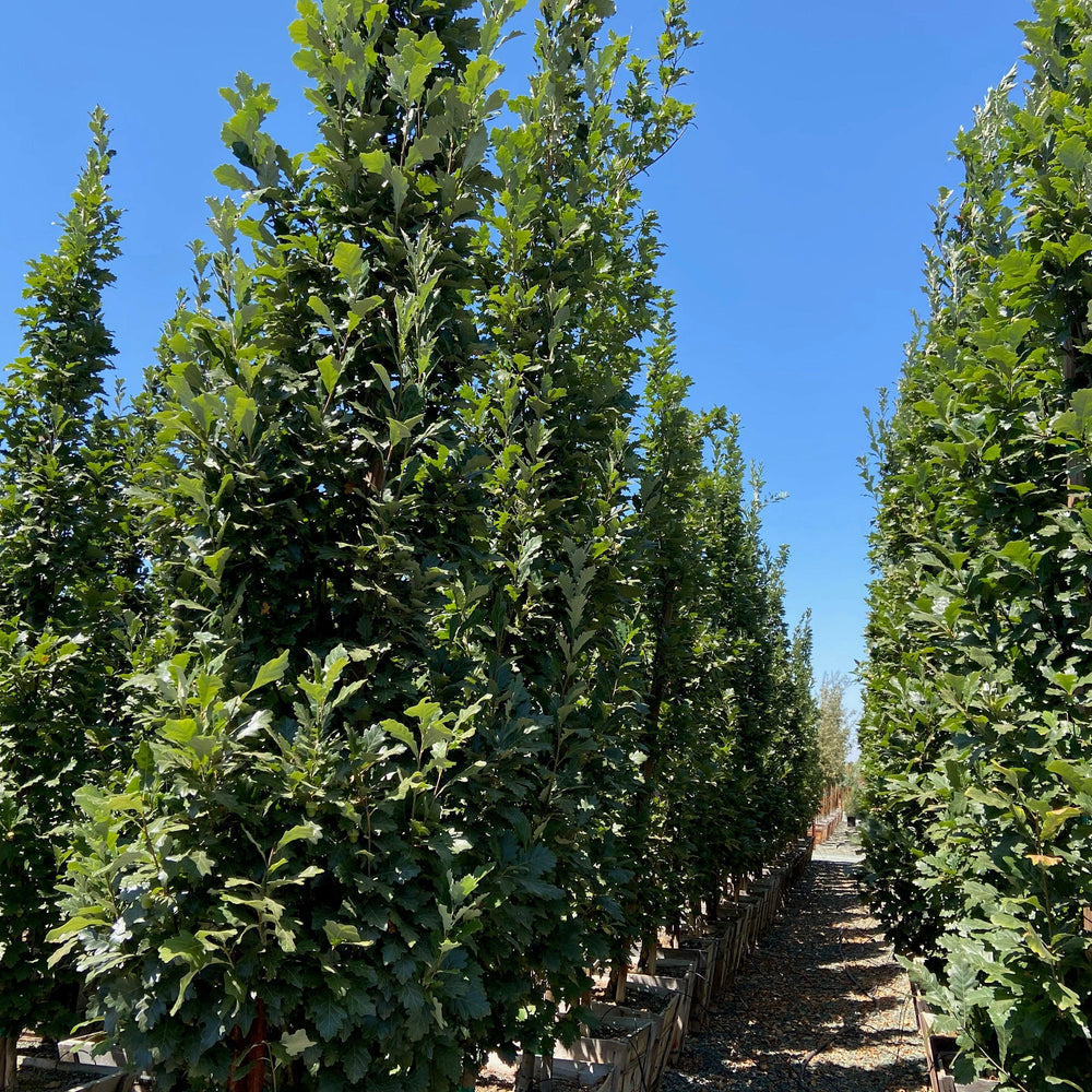 Regal Prince Oak (Quercus Regal Prince) - Pulled Nursery