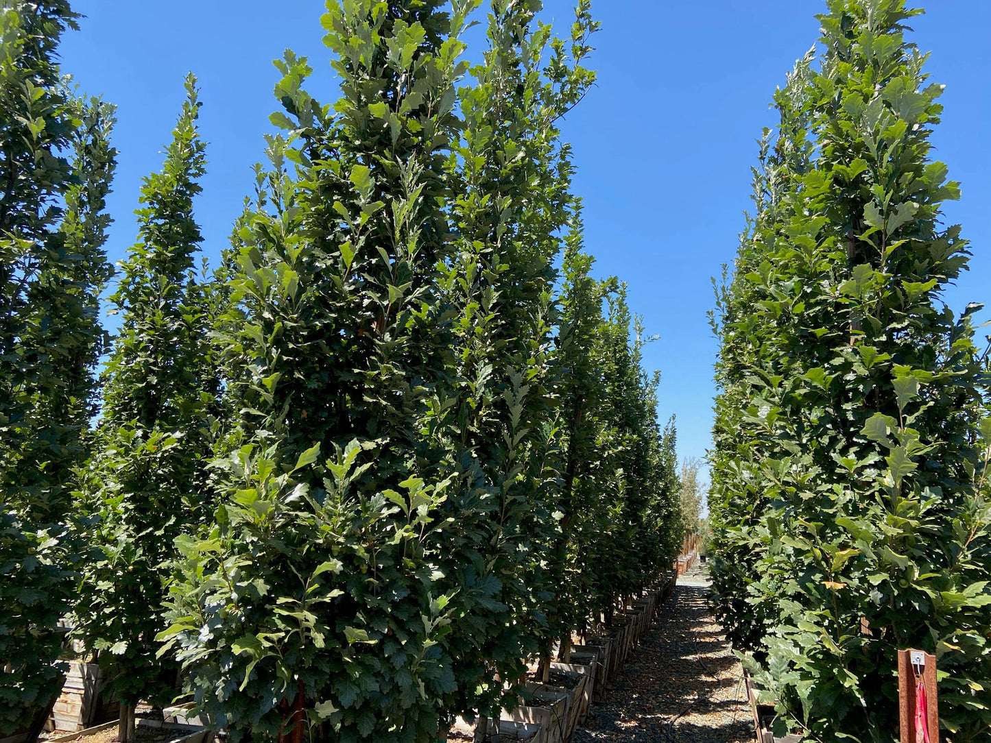 Regal Prince Oak (Quercus Regal Prince) - Pulled Nursery