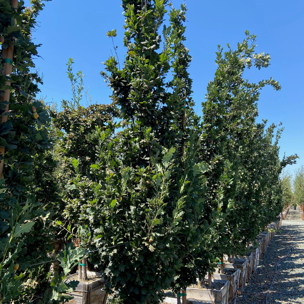 Skinny Genes® Oak (Quercus Robur Skinny Genes) - Pulled Nursery