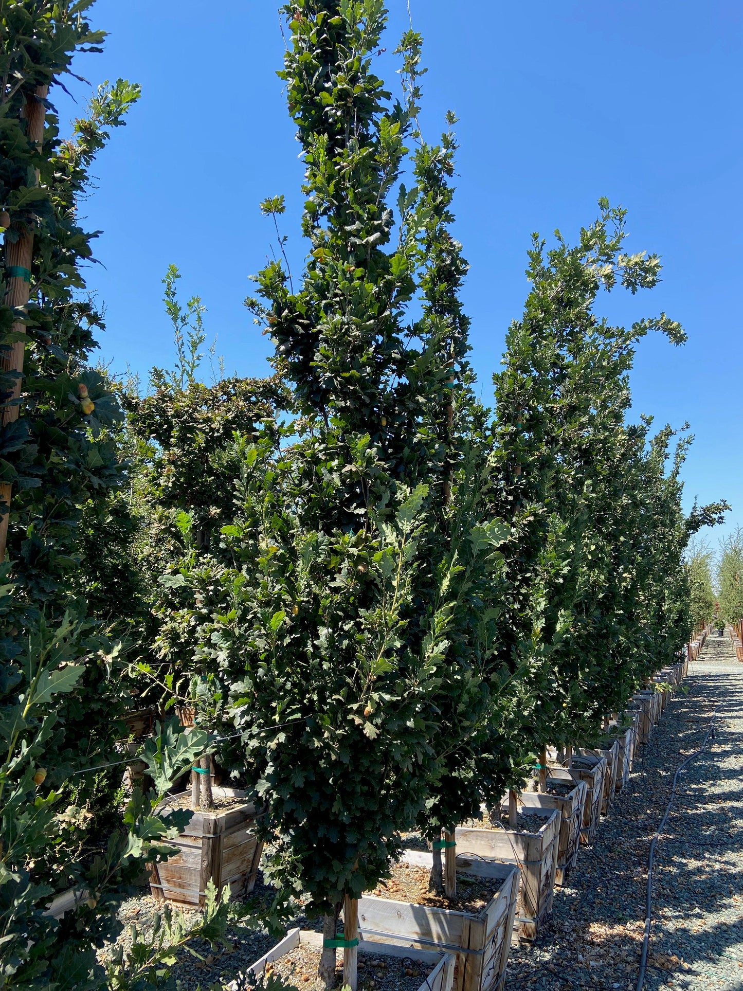 Skinny Genes® Oak (Quercus Robur Skinny Genes) - Pulled Nursery