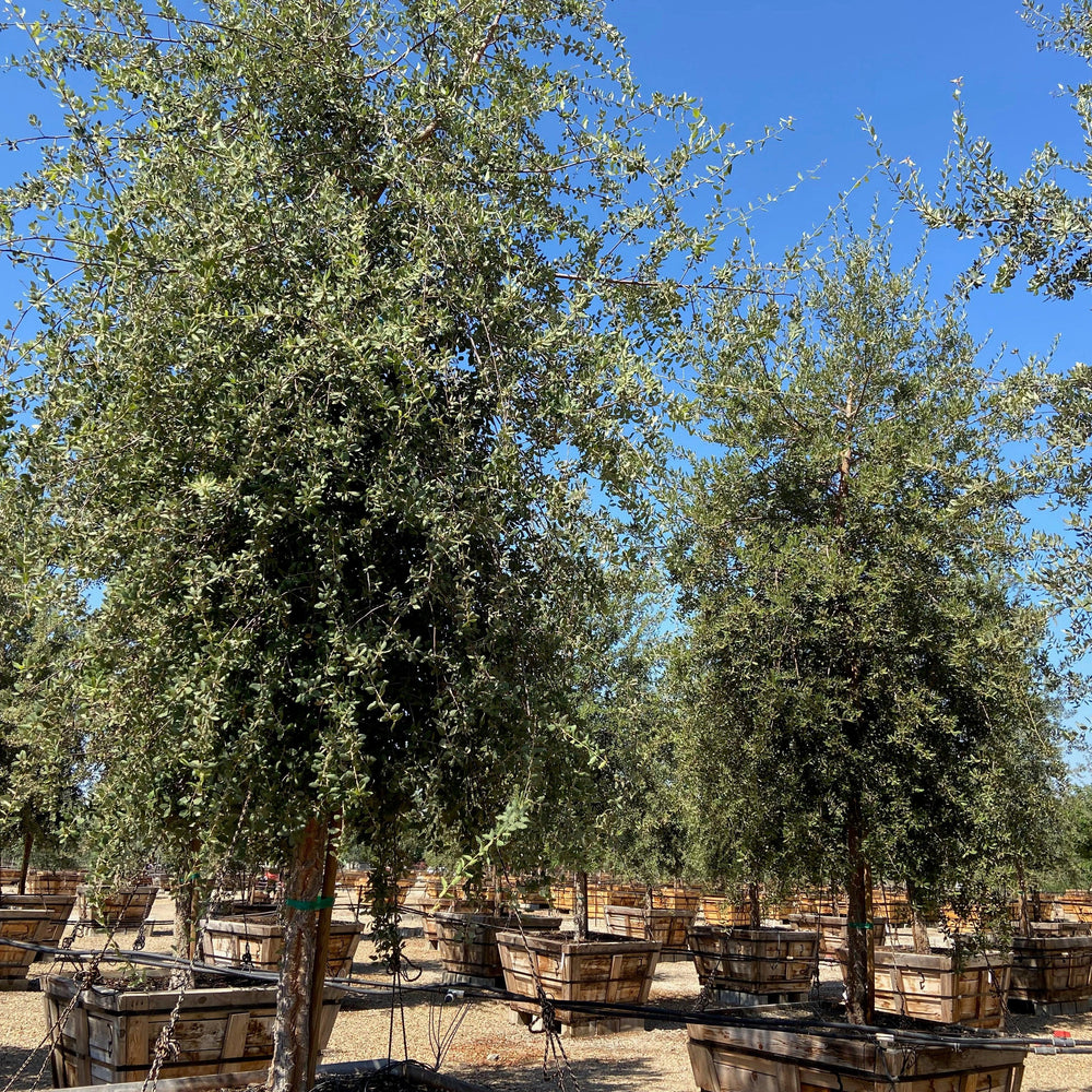 
                      
                        Cork Oak (Quercus Suber)
                      
                    