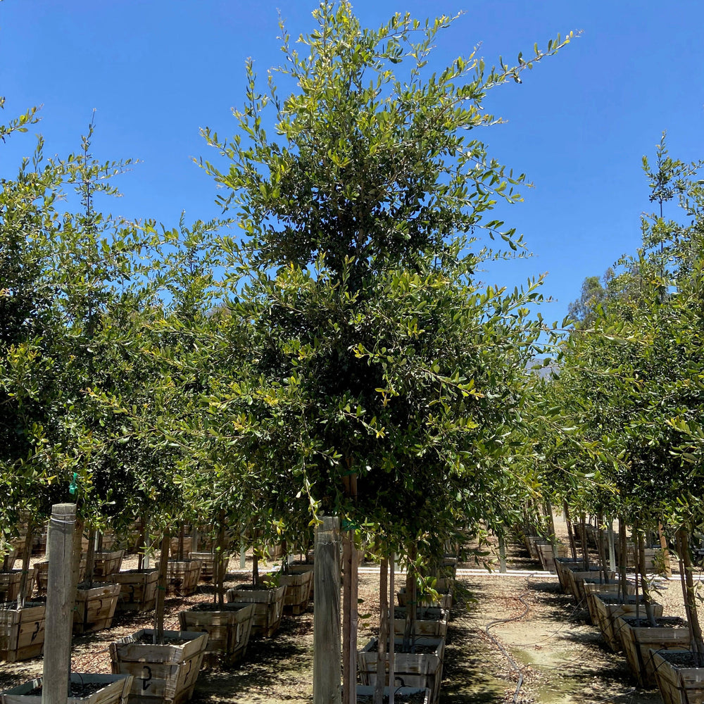 
                      
                        Cathedral Oak - Quercus Virginiana Cathedral - Pulled Nursery
                      
                    