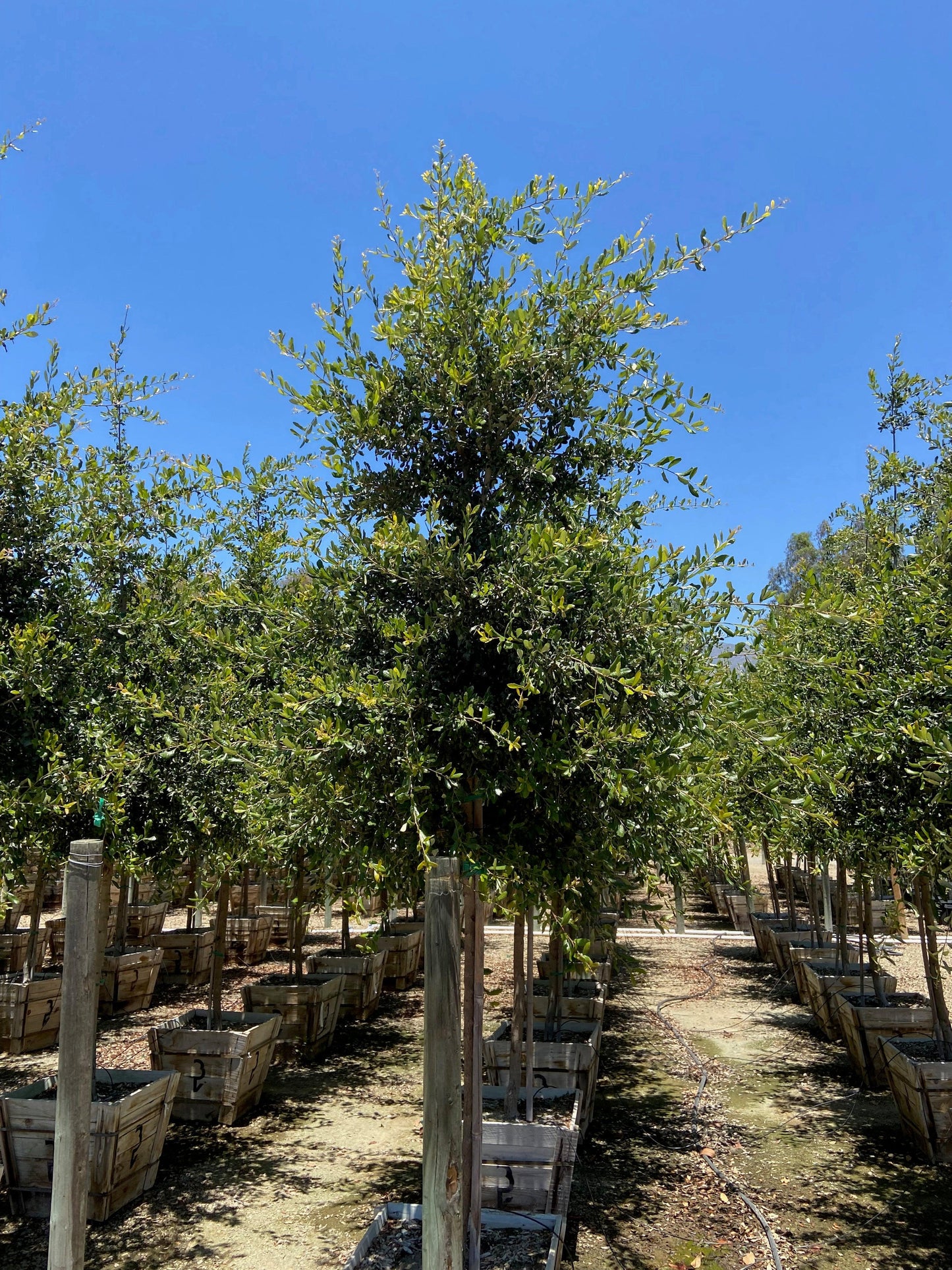 Cathedral Oak - Quercus Virginiana Cathedral - Pulled Nursery