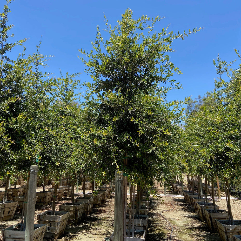 
                      
                        Cathedral Oak - Quercus Virginiana Cathedral - Pulled Nursery
                      
                    