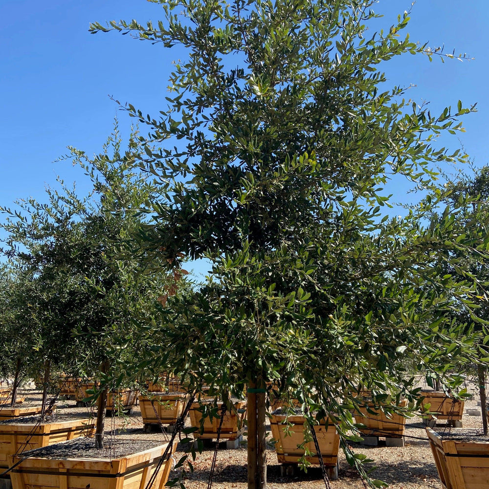 
                      
                        Cathedral Oak - Quercus Virginiana Cathedral - Pulled Nursery
                      
                    