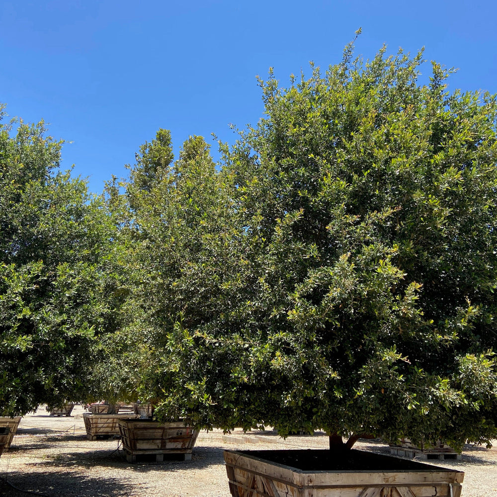 
                      
                        Cathedral Oak - Quercus Virginiana Cathedral - Pulled Nursery
                      
                    