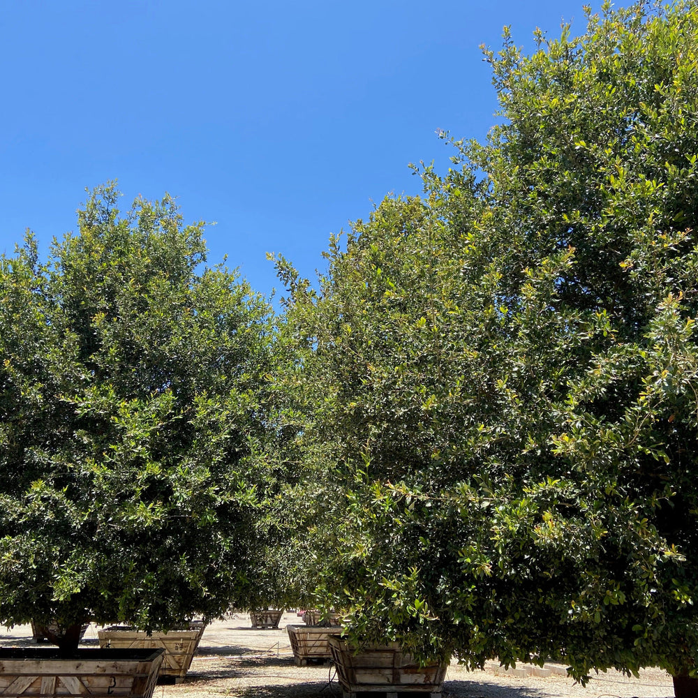 Cathedral Oak - Quercus Virginiana Cathedral - Pulled Nursery